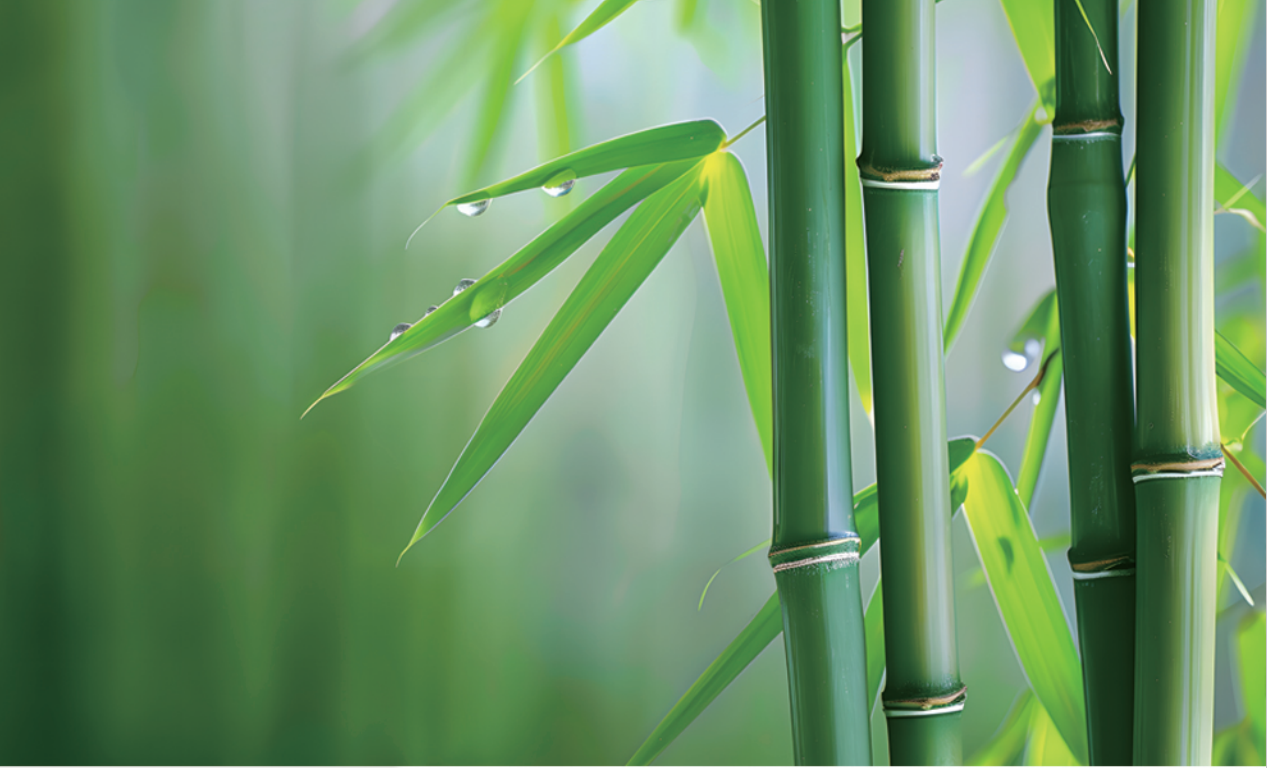 張?chǎng)卧洪L(zhǎng)發(fā)明的無(wú)機(jī)膠復(fù)合竹材料與結(jié)構(gòu)，為竹材在建筑結(jié)構(gòu)中的應(yīng)用帶來(lái)新突破